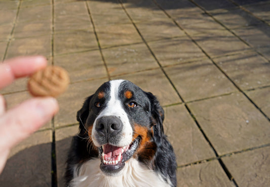 A happy Bernese Mountain Dog looks up eagerly at a CBD treat being held in a person's hand. The dog is sitting on a sunlit stone patio, its mouth open in excitement with a joyful expression.