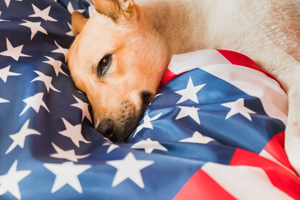 How to Prep Your Anxious Dog for July 4 Fireworks