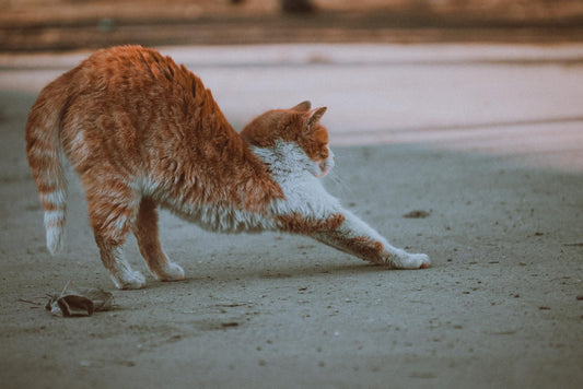 Is CBD Safe for Cats? 3 Reasons It May Help Your Feline