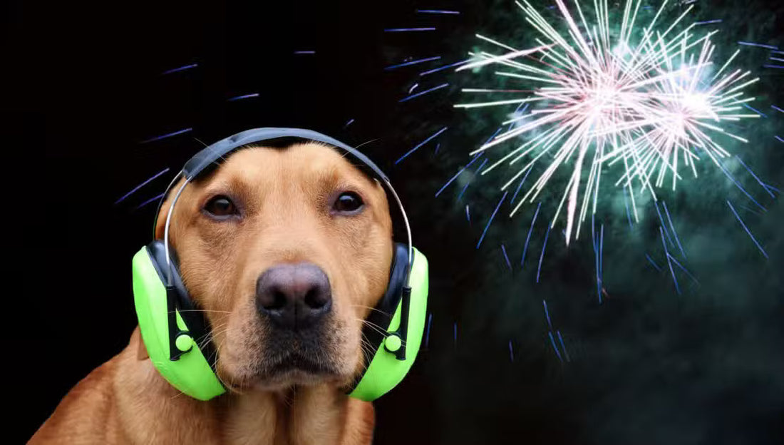 How to keep your pets calm during fireworks