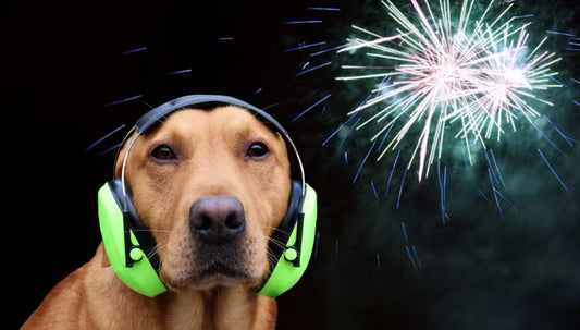 How to keep your pets calm during fireworks