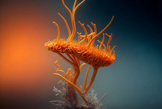 3 Functional Mushrooms With Hidden Potential