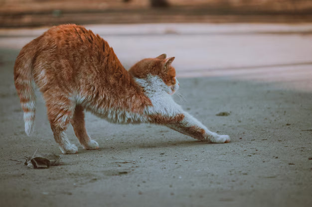 Is CBD Safe for Cats? 3 Reasons It May Help Your Feline