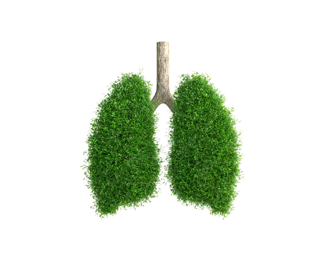 Image of a human lung shape. The lungs are depicted as tree leaves and branches to signify that breathwork benefits the brain