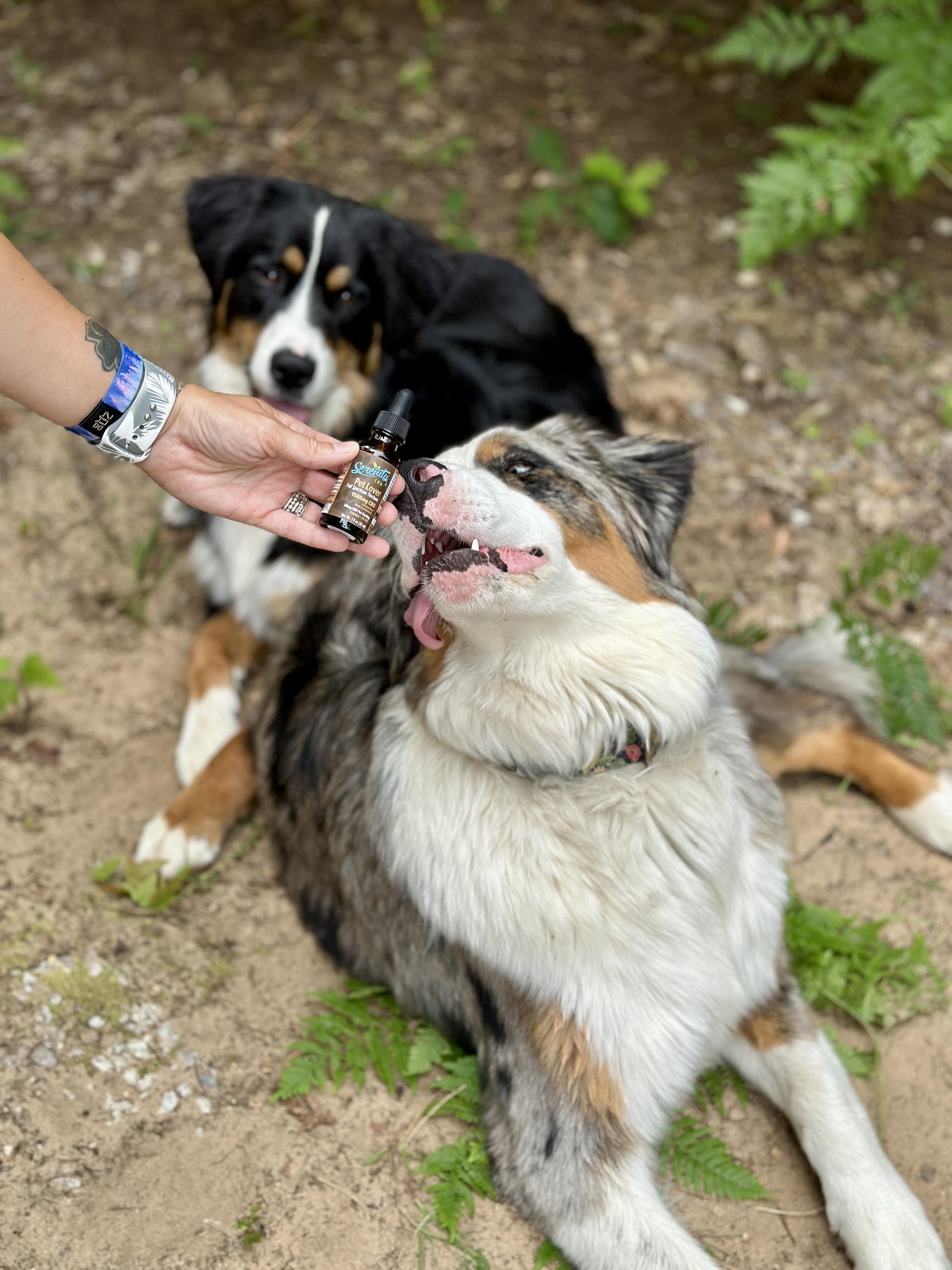 Two dogs outdoors with one happily receiving Serenity CBD Companion Pack tincture from a dropper—supporting calm, mobility, and overall pet wellness