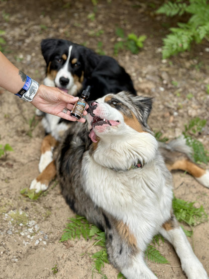 Two dogs outdoors with one happily receiving Serenity CBD Companion Pack tincture from a dropper—supporting calm, mobility, and overall pet wellness