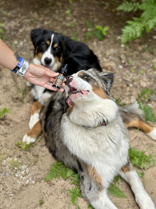 Two dogs outdoors with one happily receiving Serenity CBD Companion Pack tincture from a dropper—supporting calm, mobility, and overall pet wellness