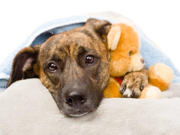 A dog lying on a blanket with a teddy bear