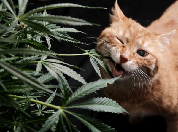 A cat biting a hemp plant