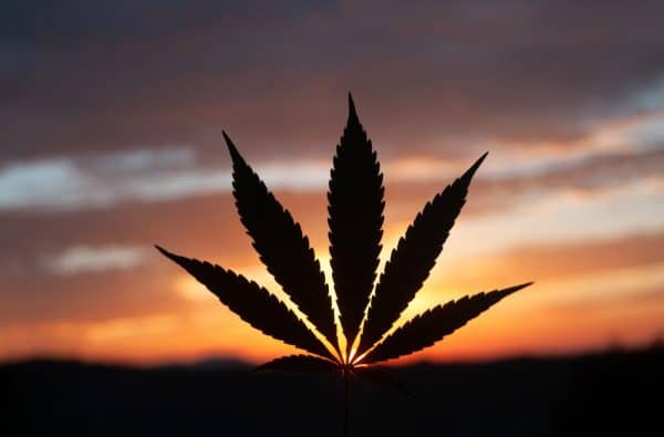 Image of a cannabis leaf backlit by the setting sun. The chemical formula for cannabidiol is pictured in white font.